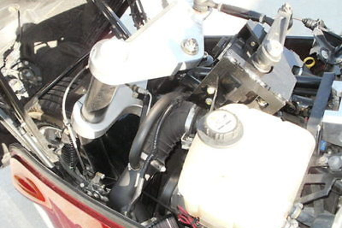2009 Thoroughbred Stallion, 5
